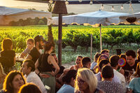 Un verre de vin dans les vignes à Trets