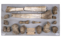 Autour de "l'Homme de Cumières" à Verdun