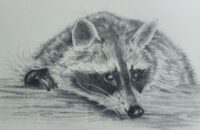 Atelier dessin animalier au crayon graphite à La Gacilly