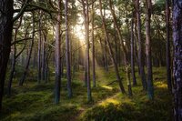 Sophro balade en forêt à La Loge-aux-Chèvres
