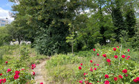 Découverte de l’agroforêt urbaine Sylvia à Paris 14e