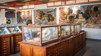 Visite des collections universitaires à Rennes