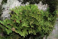 UN ETE AVEC LE PARC : LE MONDE MECONNU DES LICHENS à Vialas
