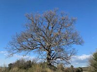Reconnaître les arbres en hiver à Gémenos