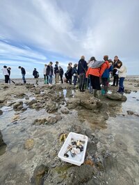 Levez les yeux ! Pêche à pied naturaliste à Villerville