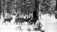 Conférence dans le cadre de l'exposition Bialowieza, la forêt vivante de Lech &  à Toulouse