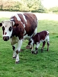 Visite d'une ferme laitiere et cidricole à Anctoville-sur-Boscq