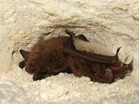 Nuit de la Chauve-Souris dans la vallée du Thaurion à Châtelus-le-Marcheix