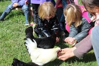 Atelier enfant - Mes 1ères bottes - Nourrissage des animaux de la ferme à Granville