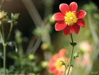 Visite du jardin des dahlias à Lille