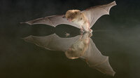 Soirée Chauve-souris à Fresnes