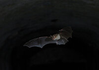 Découverte des chauves-souris à Nérac