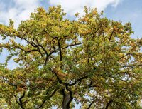 Histoires en familles : Auprès de mon arbre à Colombelles