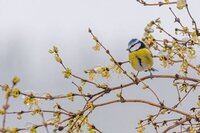Balade nature à la découverte des délicieuses plantes sauvages et comestibles à Arzal
