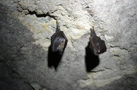 Les chauves-souris & la faune nocturne à Saint Brisson à Saint-Brisson