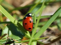 Découvrez la biodiversité de la Villa Jeanne : un refuge pour la nature ! à La Garde