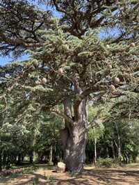 Balade "Arbres remarquables" à Asnières-sur-Nouère