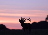 Nuit sauvage et brame du cerf en Forêt d'Orient à Piney