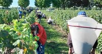 Vendanges 2026 des vignes de Chécy à Chécy