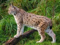 Ciné-débat : Le retour fragile du Lynx à Wegscheid