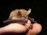 Des étoiles et des chauves-souris à Le Wast