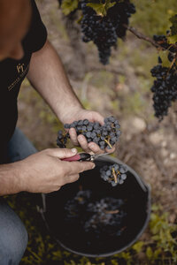 Les Samedis Vendanges au Château Mangot à Saint-Étienne-de-Lisse