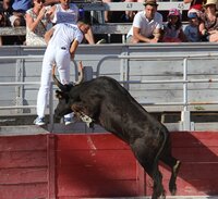 Féria du Riz - Course Camarguaise à Arles