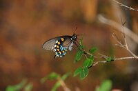 Conférence - La biodiversité à Raucourt-et-Flaba