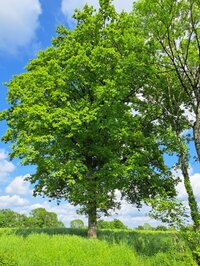 Conférence - Les Arbres aujourd'hui et pour les générations futures à Le Vigen