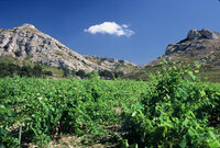 Matinée vendanges au Mas de la Dame à Les Baux-de-Provence