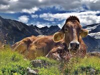 EXPOSITION - LES VACHES, HISTOIRES À RUMINER à Ayguesvives