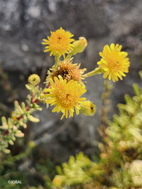 Sortie nature : flore des calanques de Cassis à Marseille 4e