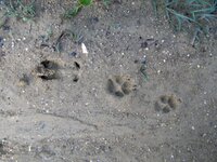 Sur les traces des animaux à Braud-et-Saint-Louis