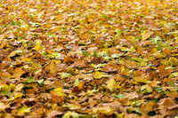 Les feuilles mortes, les arbres et leurs alliés à Anglet