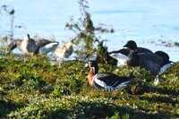 Les oiseaux migrateurs à Arès