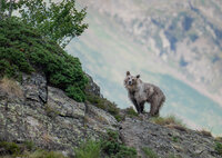 EXPOSITION DE PHOTOGRAPHIES "PYRÉNÉES TERRE DES OURS " à Saint-Gaudens
